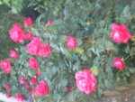 DSCN6157.JPG