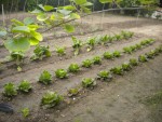 DSCN6118.JPG