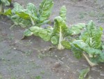 DSCN6153.JPG