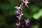 IMG_2237.JPG