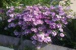 clematite.jpg