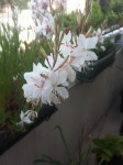 plante balcon.jpg