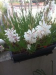 plante balcon bis.jpg