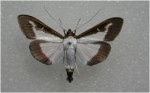 Papillon nocturne, ça fait qu'on ne le voit jamais !