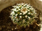 cactus 1.jpg