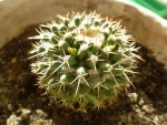 cactus 2.jpg