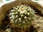 cactus 3.jpg