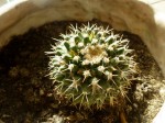 cactus 4.jpg