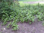 IMG_20150513_185239.jpg