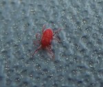 Un zoom de cette bete qui fait a tout cassé 1mm