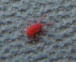 Deuxieme zoom bete rouge