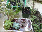 succulentes.JPG