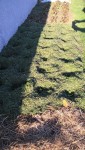 Voici la planche de salades une fois plantée.