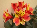 imgp2024_alstroemeria_indian_summer.jpg