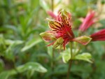 imgp2026_alstroemeria_psittacina_variegata.jpg