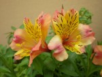 imgp2881_alstroemeria_aurea.jpg