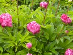 DSCN6177.JPG