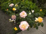 DSCN6176.JPG