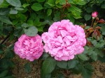 Photo 090.jpg