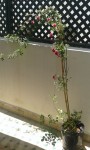 La plante en entier