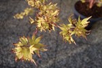 acer (2).JPG