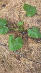 Le goutte à goutte au pied du plant.
