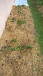 La planche une fois plantée et le système d'arrosage installé.