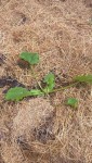 Le plant est donc planté dans le compost,puis la terre extraite du trou est déposée autour du plant pour faire une grosse cuvette,puis on rabat le foin.