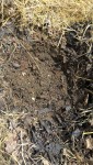 La terre du trou est remplacée par 10 litres de compost.<br />Elles sont gourmandes ces courgettes!!!!