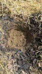 .........il suffit de creuser un bon trou de 10 litres environ en mettant la terre de coté dans un sceau.