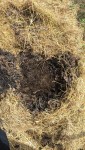 Pour planter,on écarte le foin de l'emplacement puis.....