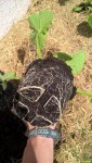 .....les plants sont bien enracinées,il ne reste plus qu'à planter.