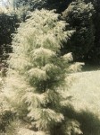 IMG_3515.jpg