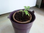 photo semis tomate du mois de mars
