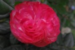 IMGP0138.jpg