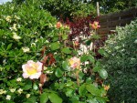 Photo 113.jpg