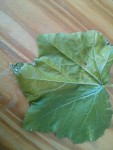 750.IMG_20150519_190351.jpg