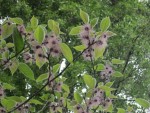 134243IMG0620identifier.jpg