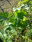 20150520_083529.jpg