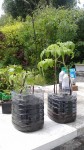 Les tomates