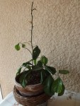 DSCF5232.JPG