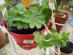 plante 1.JPG
