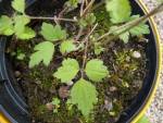 plante 3.JPG