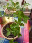 plante 4.JPG