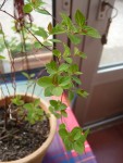plante 4bis.JPG