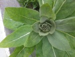 20150521_115835.jpg