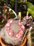 Cactus.jpg