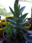 Aloe juvenna.jpg