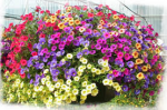 fleurs.png