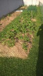 Les pommes de terre se développent bien,il est temps de les butter à nouveau.